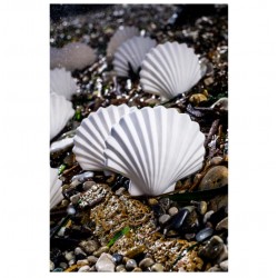 calypso - blanc naturel